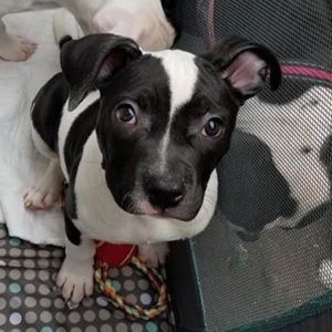 Meet your Posher, Regina